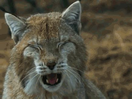 bobcat gif